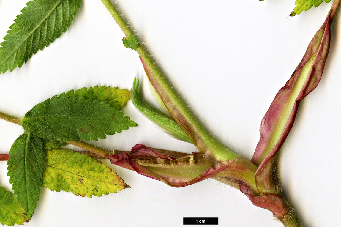 High resolution image: Family: Rosaceae - Genus: Hagenia - Taxon: abyssinica